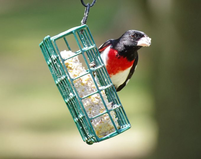 Do Birds Eating Suet?