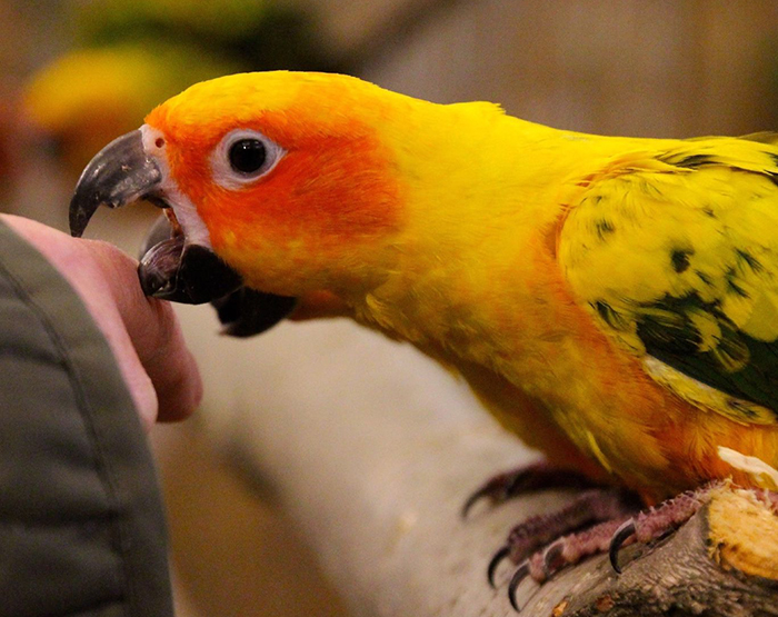 Do Parakeet Bites Hurt