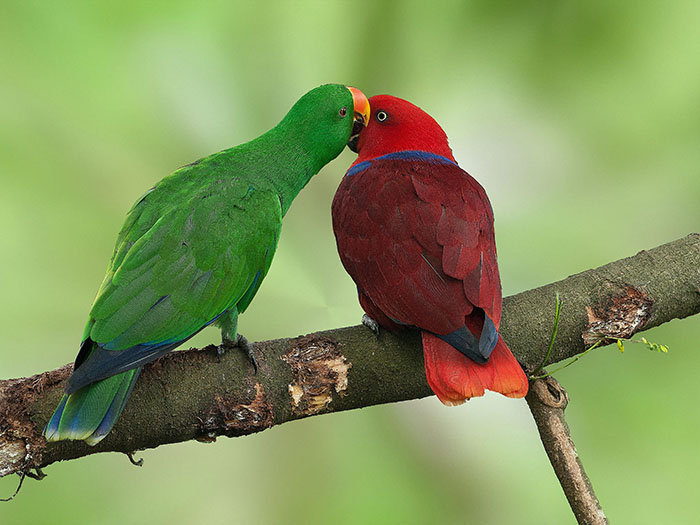Eclectus Parrot Aggression