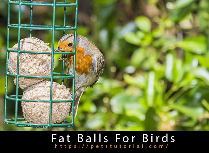 Fat Balls For Birds
