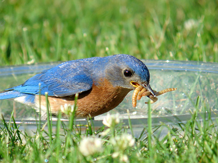 Add Mealworms For Bluebirds