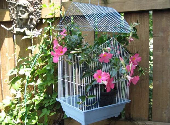 Plants In A Bird Cage