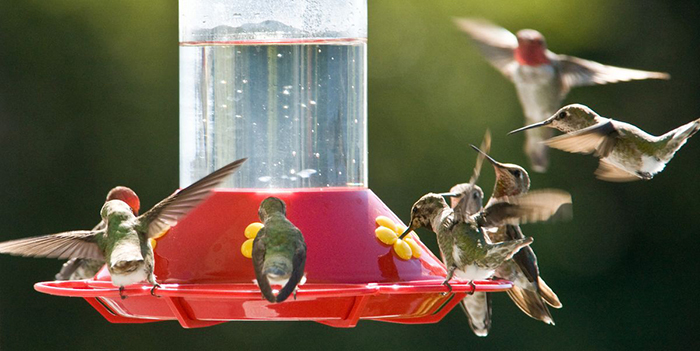 Safest Hummingbird Feeder