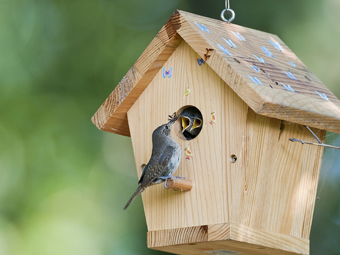 Inside Birdhouses Do Need Drainage