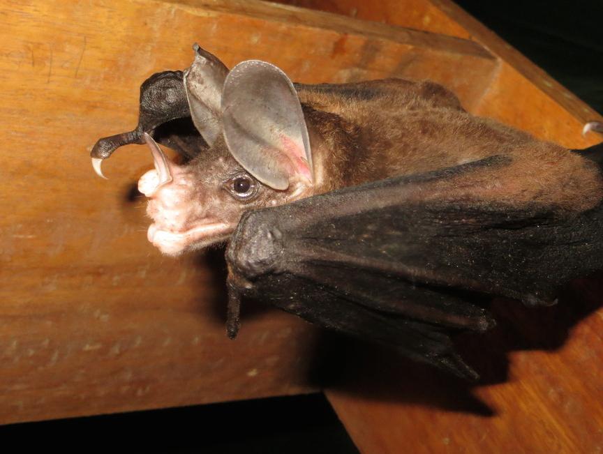 The Top 10 Largest Bats In The World Pets Tutorial