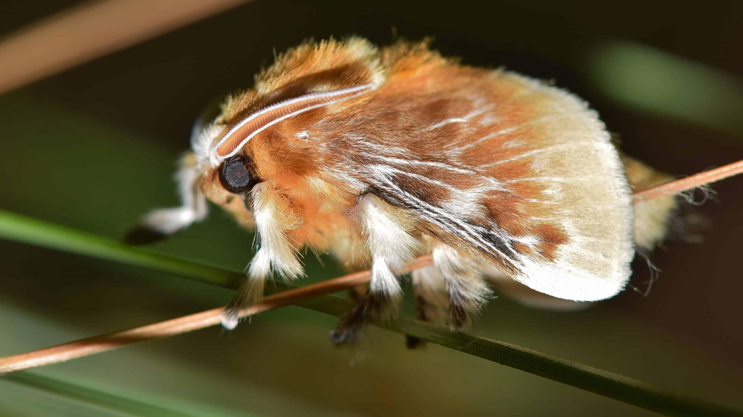 The Top 10 Fluffy Furry Fuzzy Moths In The World Pets Tutorial