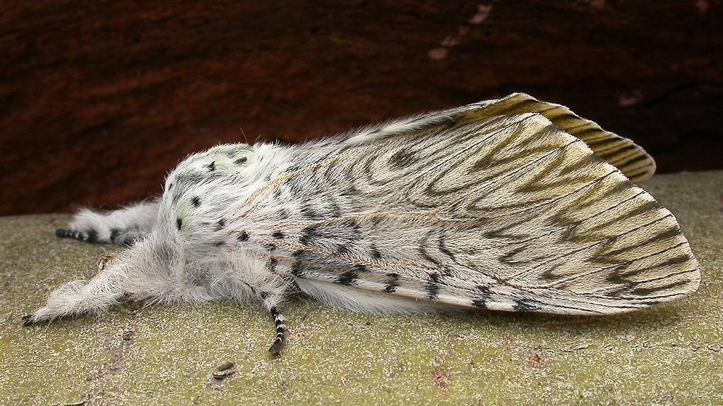 The Top 10 Fluffy Furry Fuzzy Moths In The World Pets Tutorial