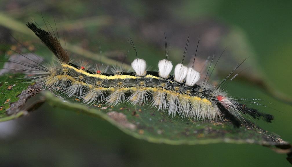 The Top 10 Fluffy Furry Fuzzy Moths In The World Pets Tutorial