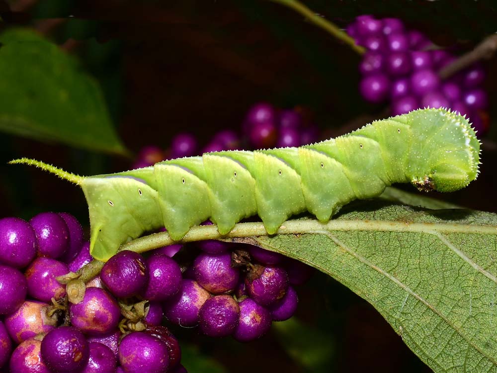 10 Types Of Green Caterpillars With Pictures And Identification Pets