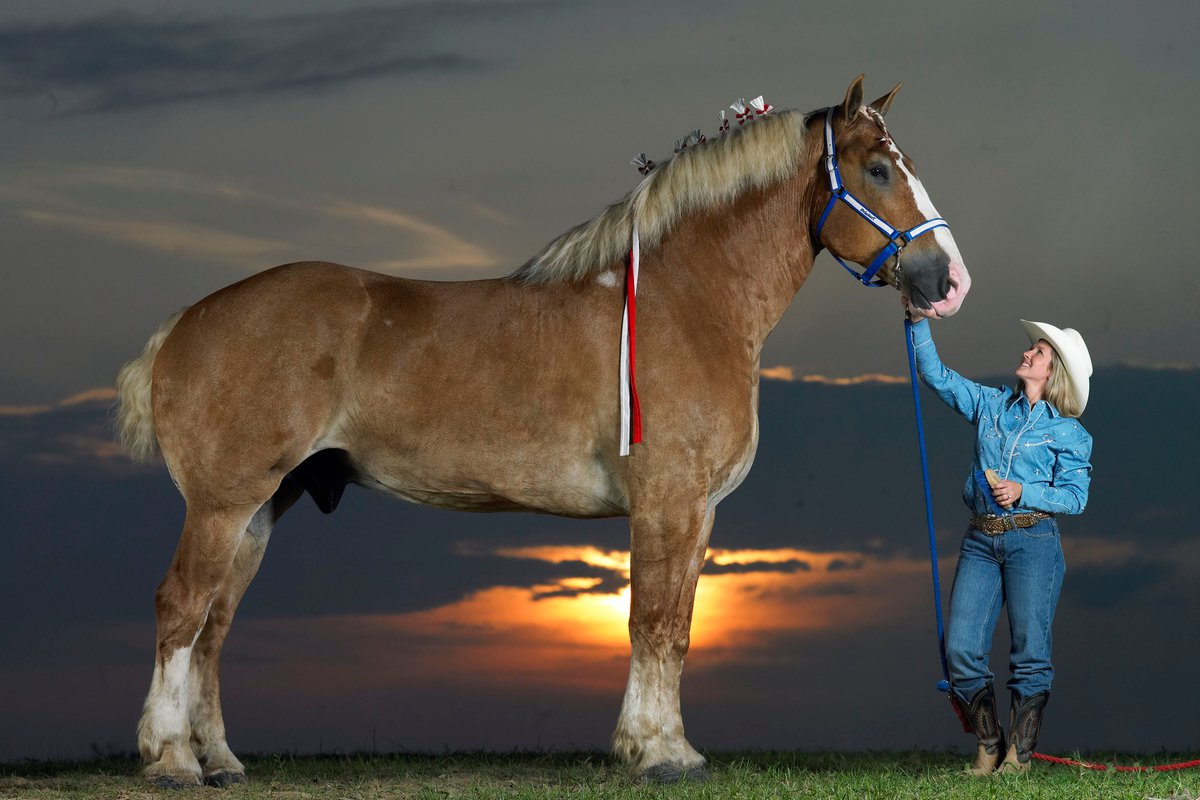 Top 10 Tallest Horses In The World Pets Tutorial
