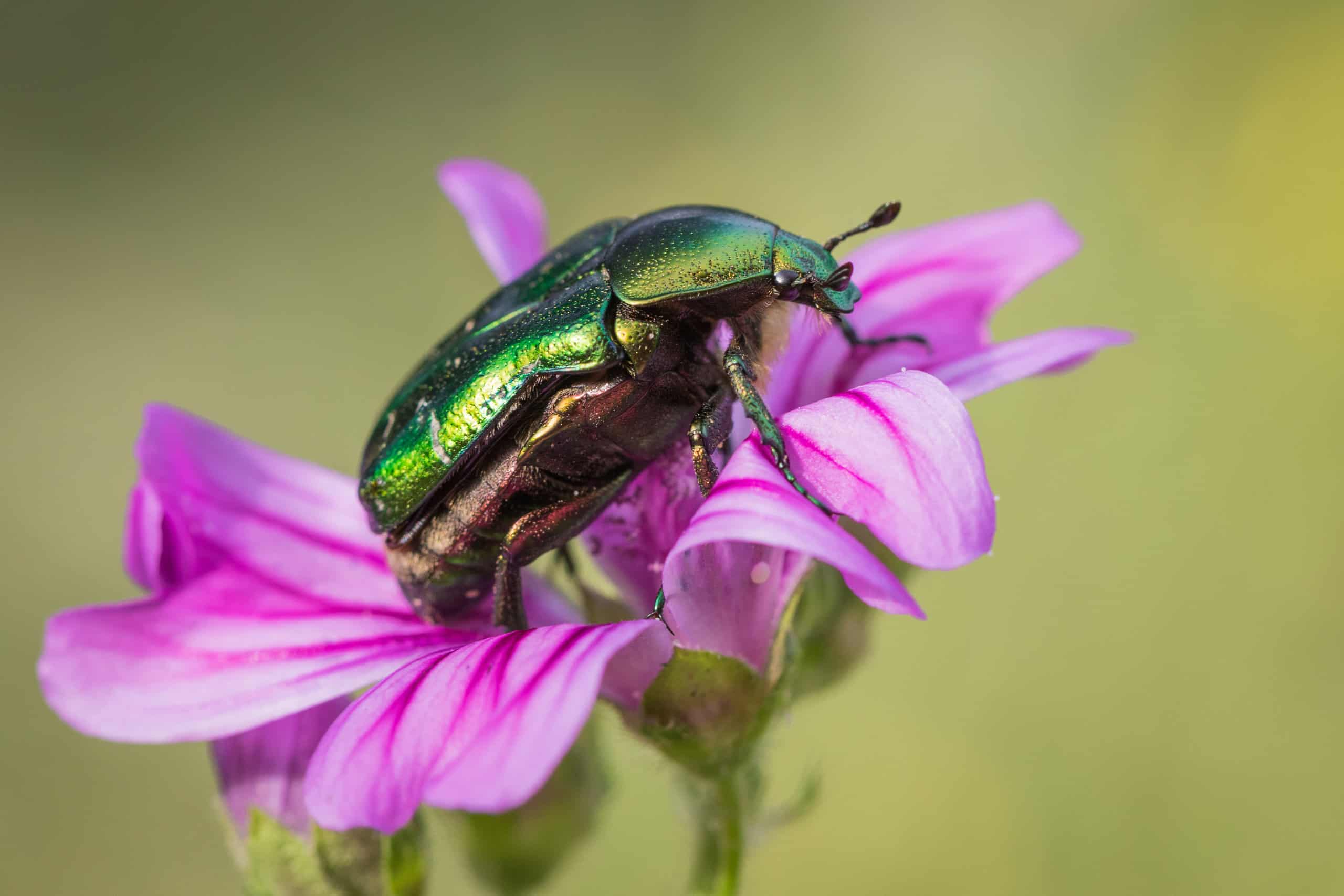 Discover 10 Types Of Green Beetles Pets Tutorial