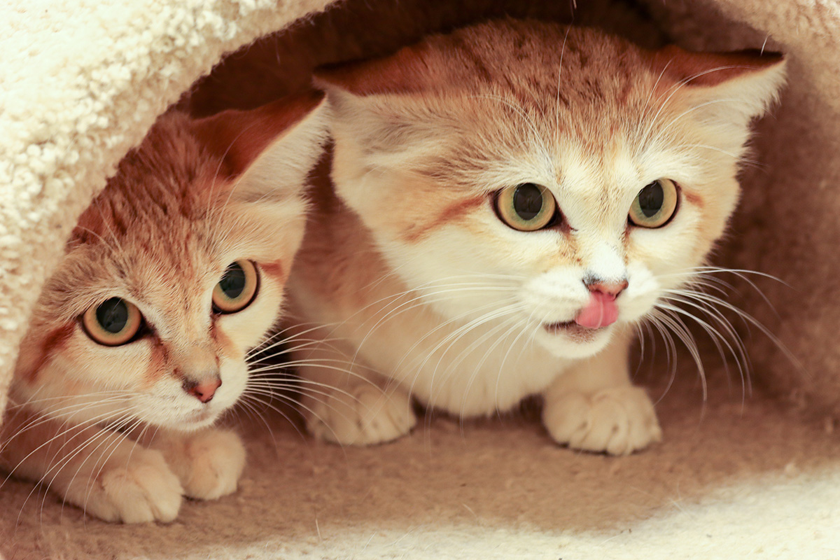 10 Types Of Wild Cats Pets Tutorial