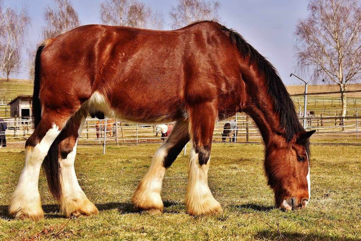 Top 10 Tallest Horses In The World Pets Tutorial
