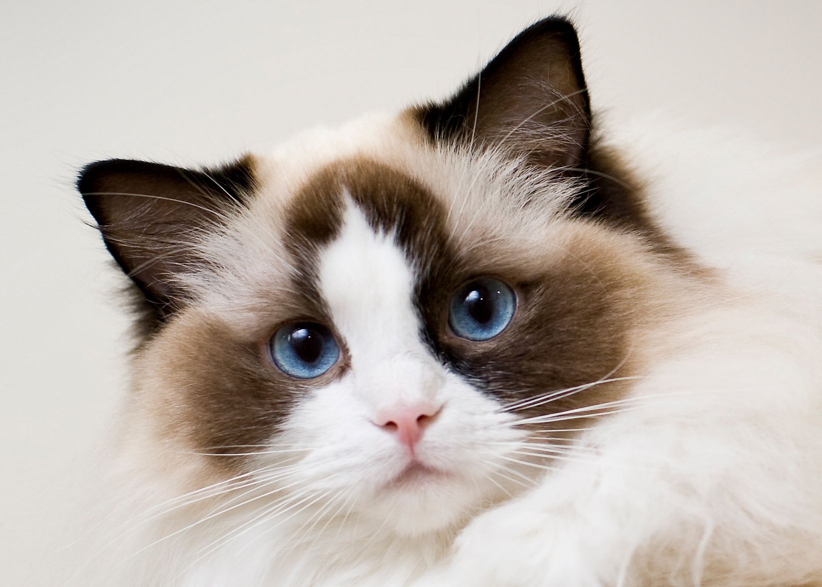 10 Types Of Ragdoll Cats Pets Tutorial
