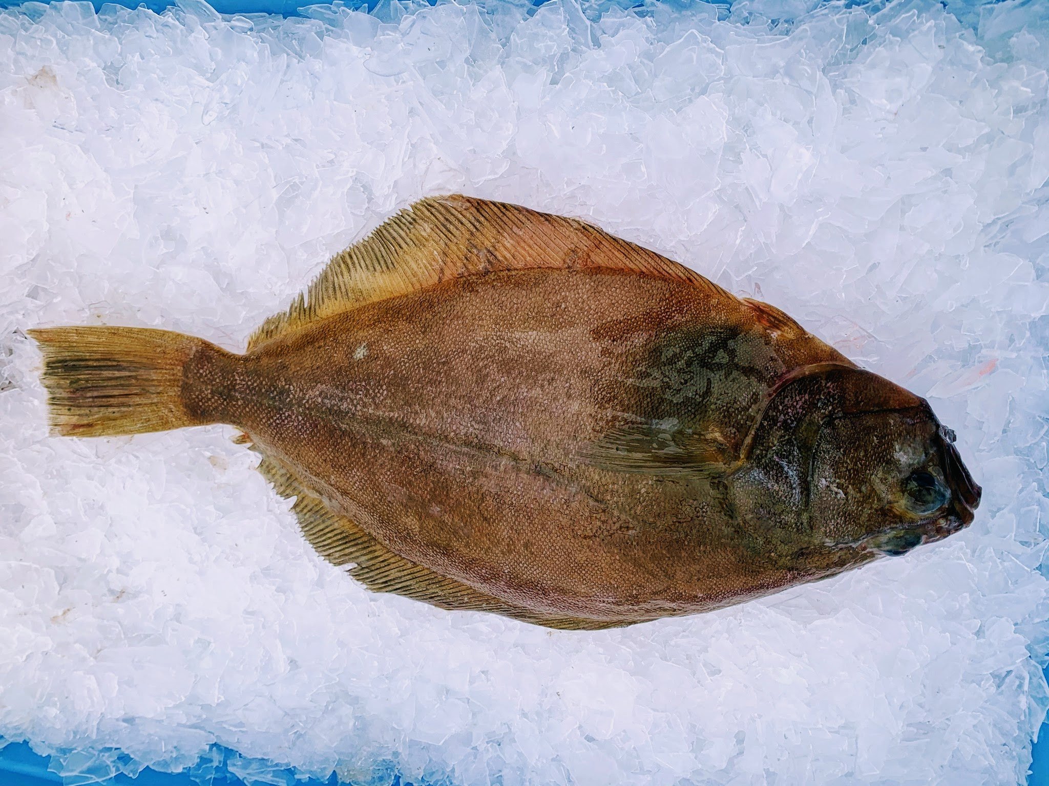 7 Types Of Sole Fish Pets Tutorial