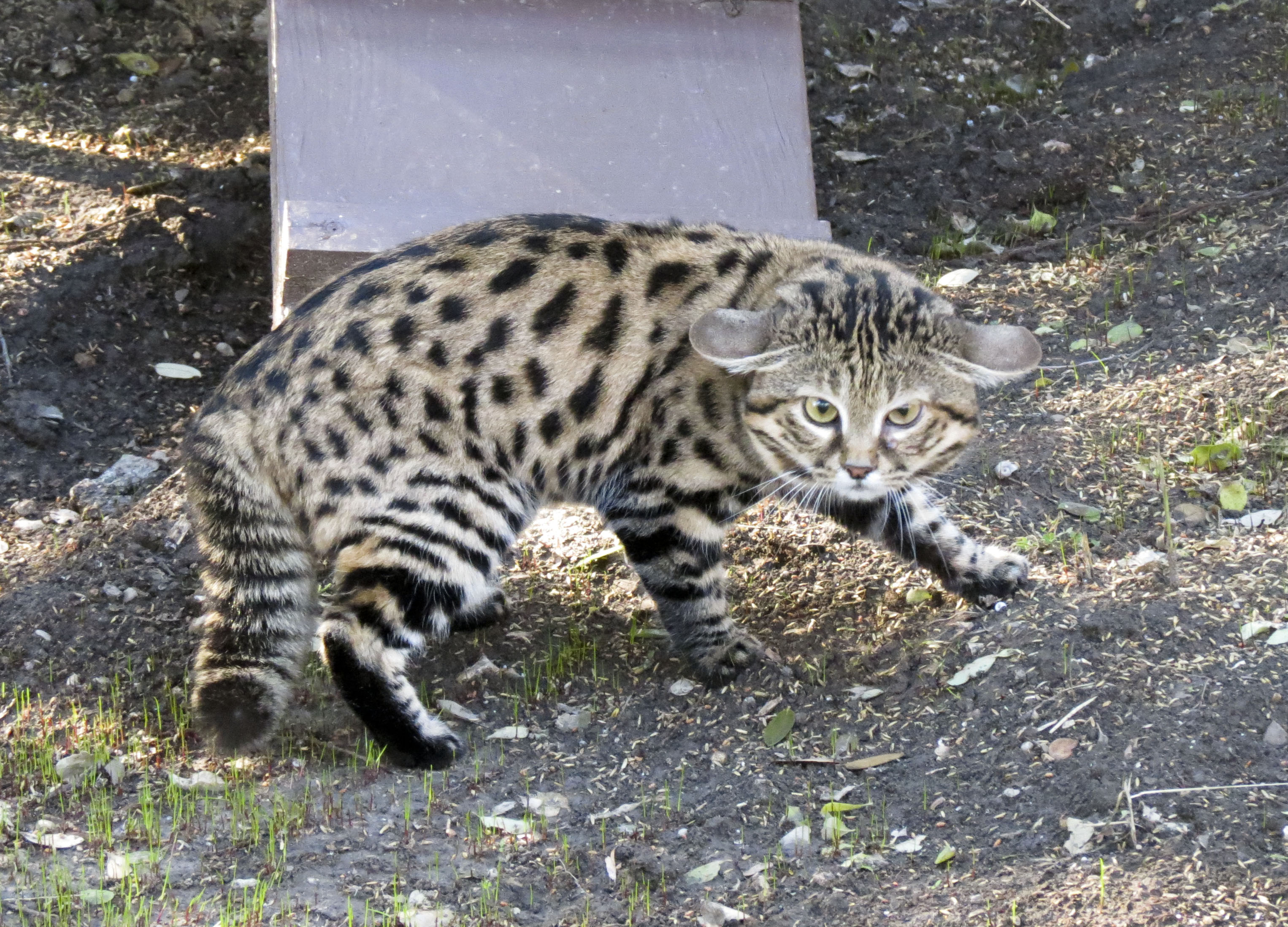 The Top 10 Smallest Cats In The World Pets Tutorial