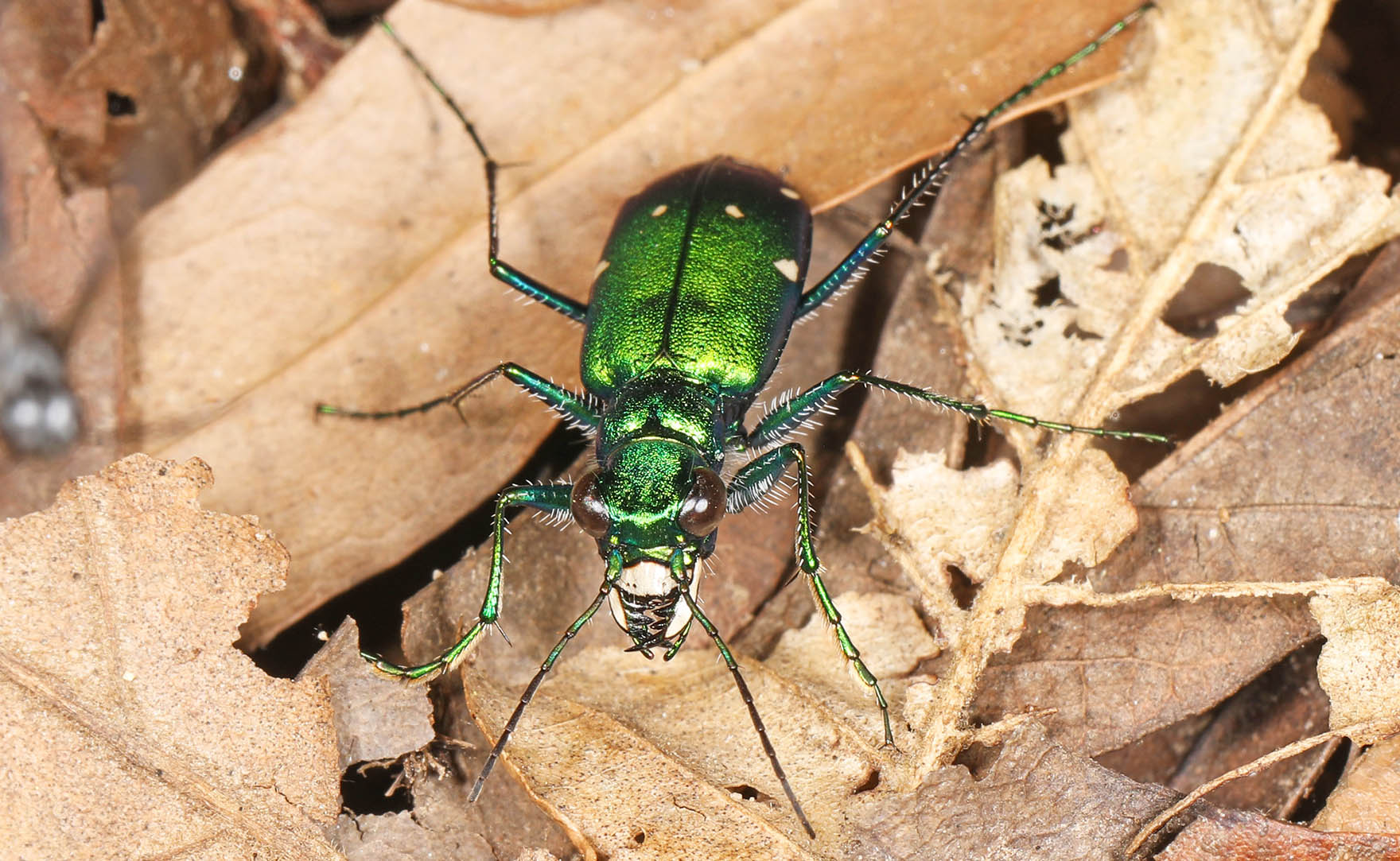 Discover 10 Types Of Green Beetles Pets Tutorial