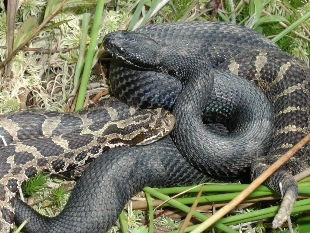 Discover The 2 Types Of Rattlesnakes In Ohio Pets Tutorial
