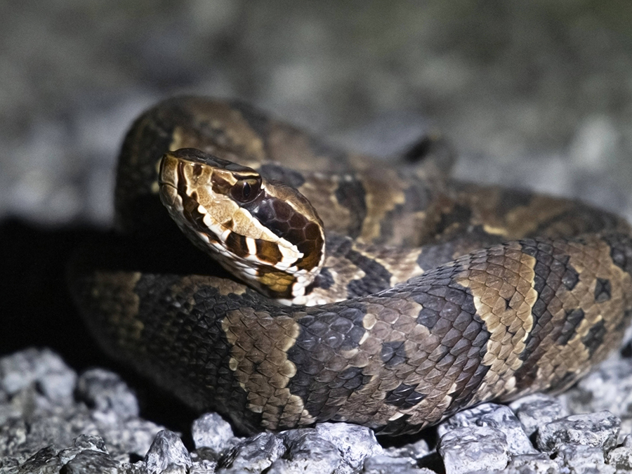 The 4 Main Types Of Venomous Snakes In The United States Pets Tutorial
