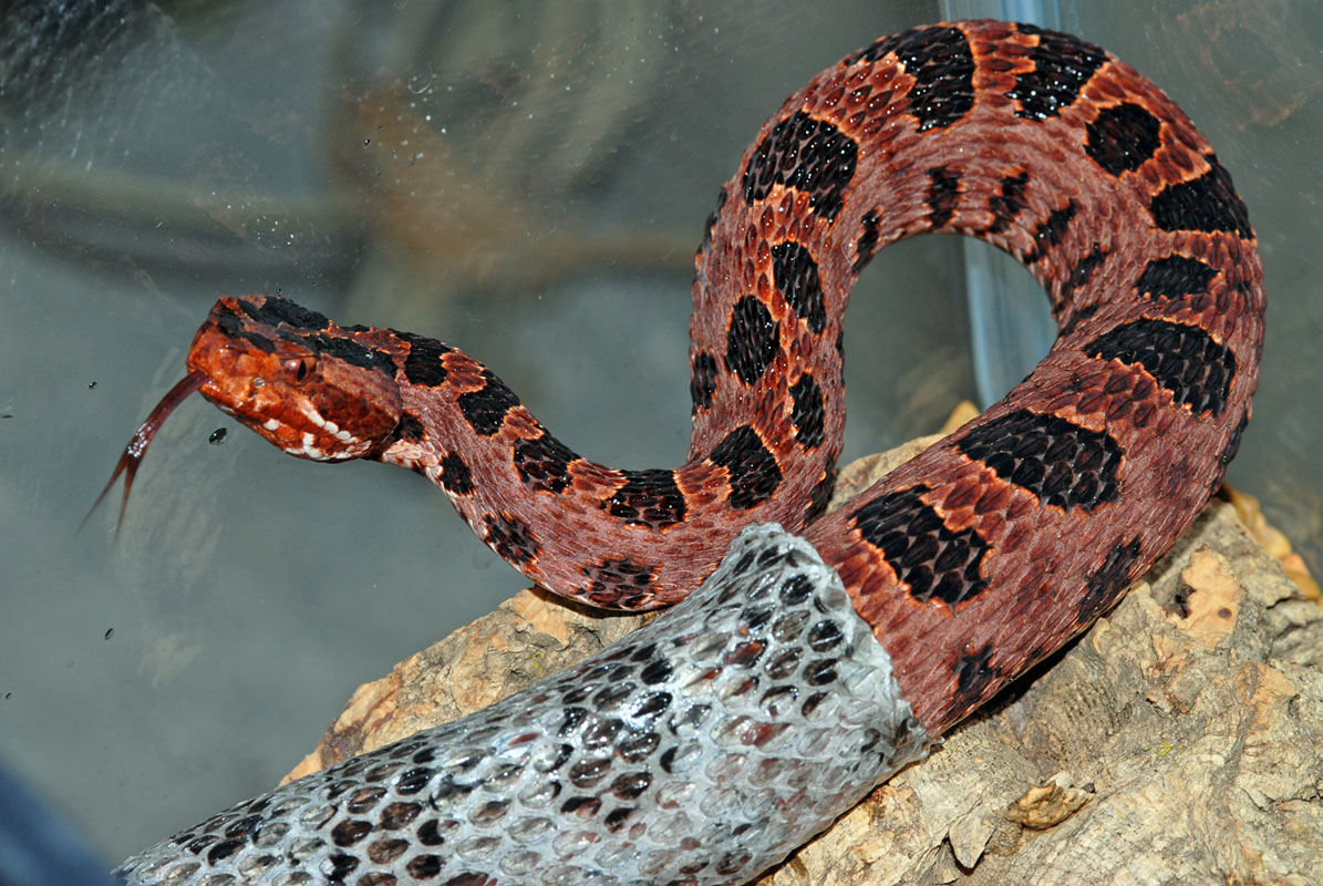 Discover The Types Of Rattlesnakes In North Carolina Pets Tutorial