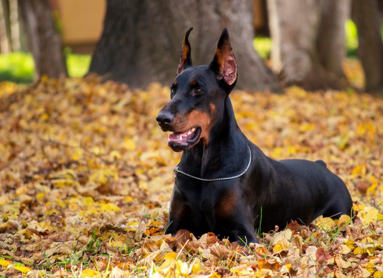 6 Loyal Types Of Pinscher Dogs Pets Tutorial