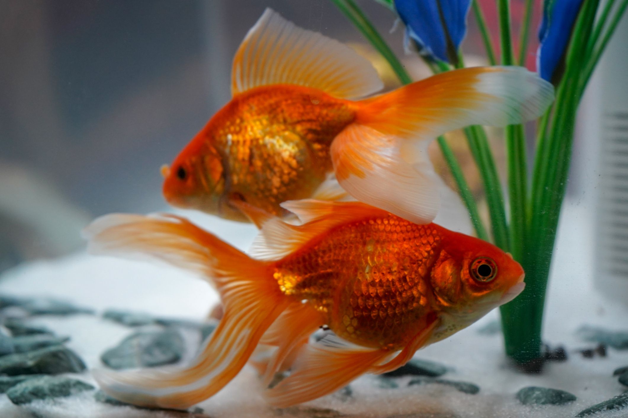 16 Types Of Pet Fish That Live Long Pets Tutorial