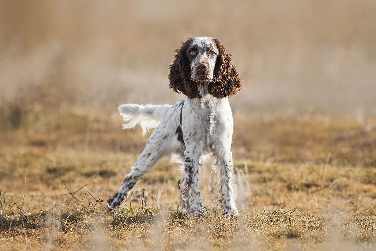 10 Types Of Gun Dog Breeds Pets Tutorial