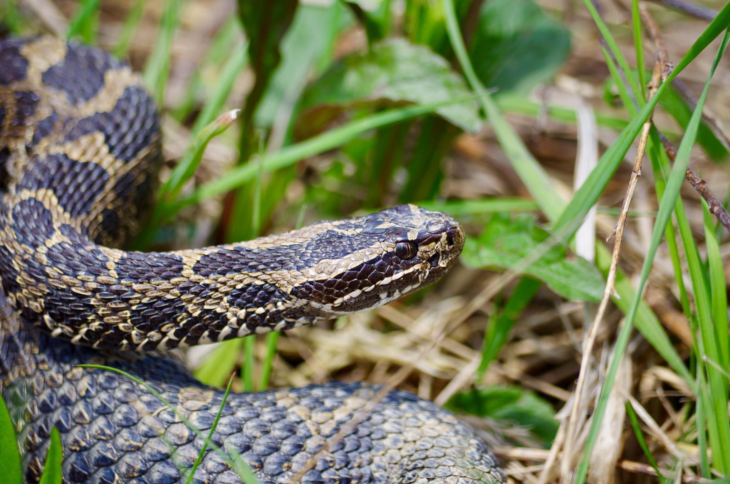 Discover The 2 Types Of Rattlesnakes In Ohio Pets Tutorial