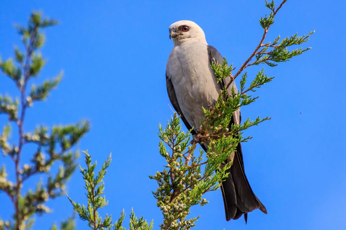 6 Soaring Types Of Kite Birds Pets Tutorial