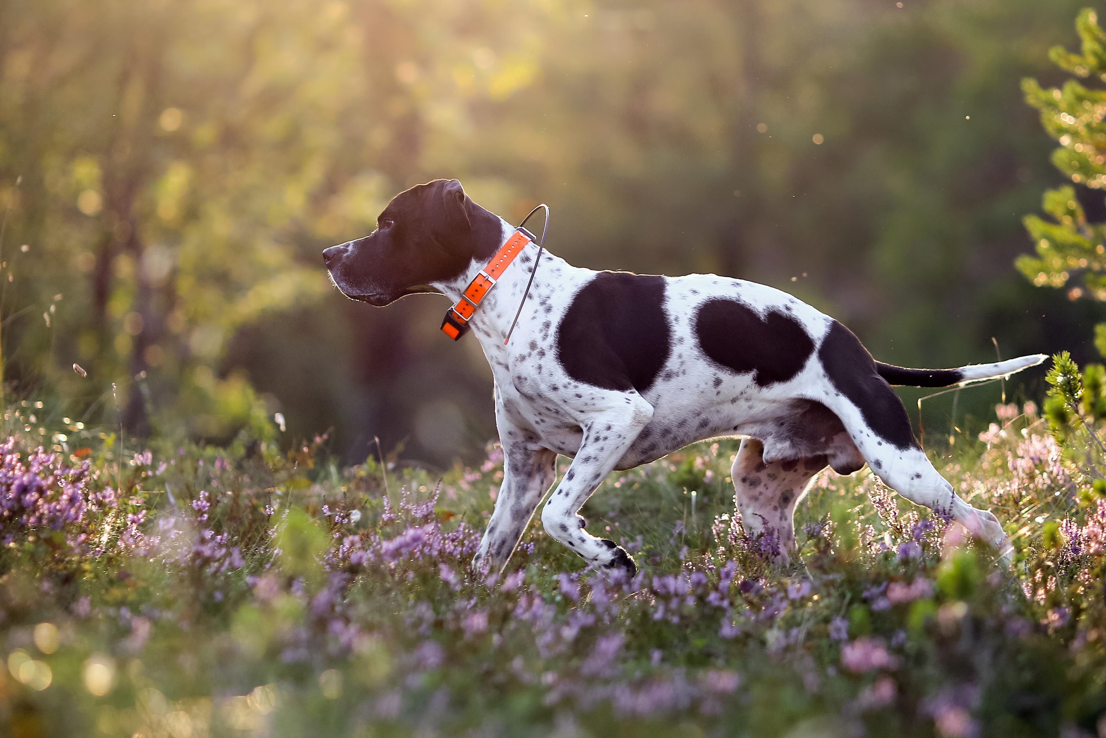 10 Types Of Gun Dog Breeds Pets Tutorial
