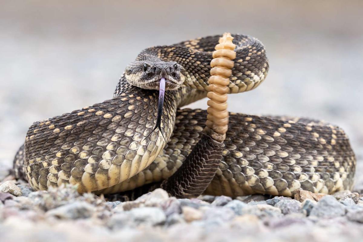 The 4 Main Types Of Venomous Snakes In The United States Pets Tutorial
