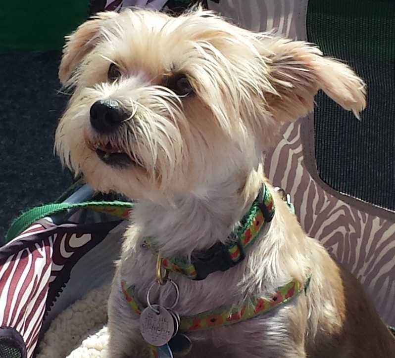 Carlsbad Critters Pet Suites