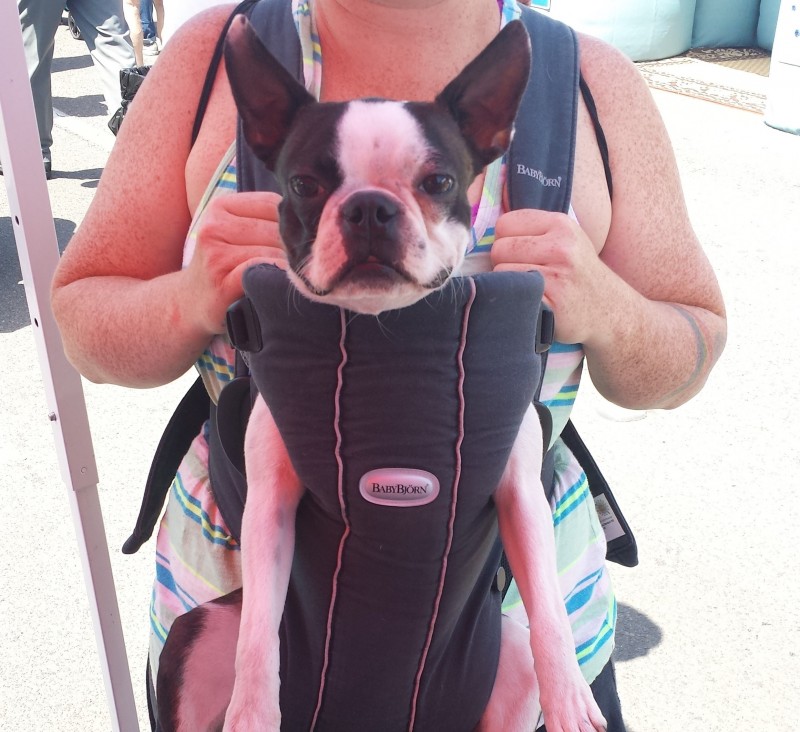 Carlsbad Critters Pet Suites