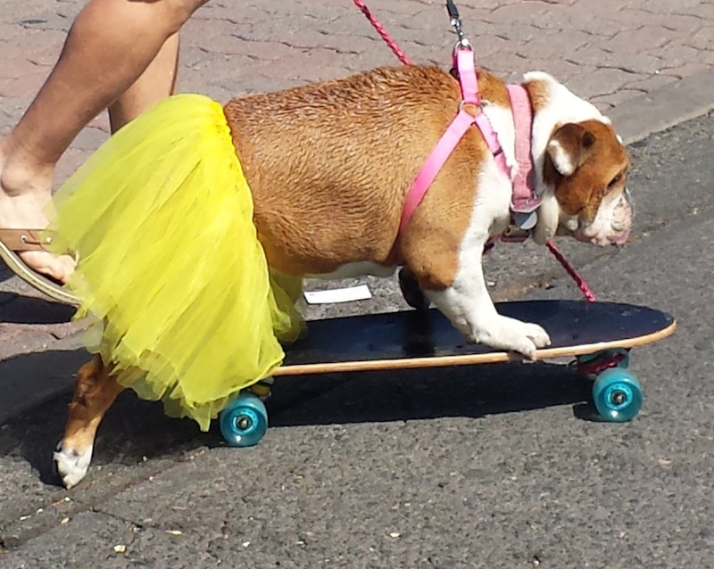 Carlsbad Critters Pet Suites