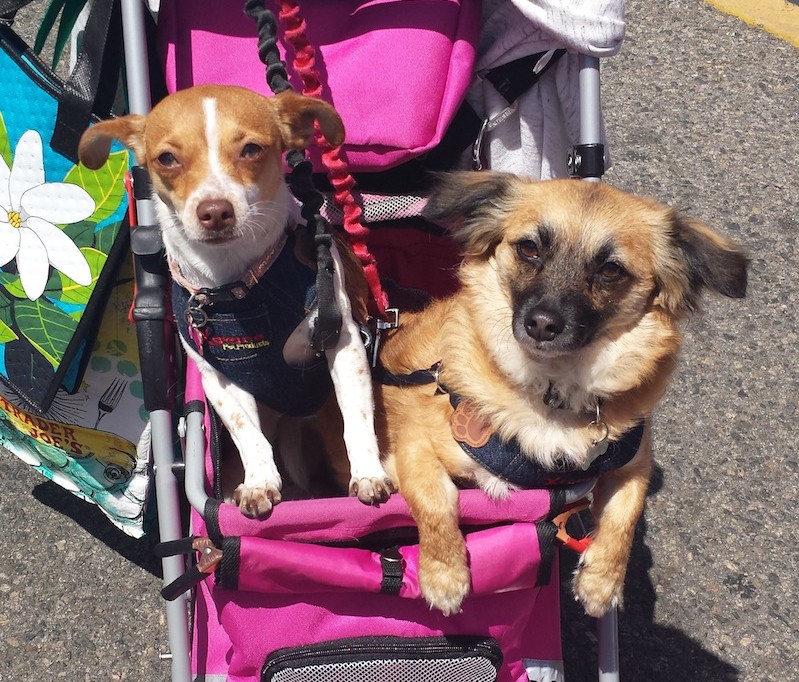 Carlsbad Critters Pet Suites