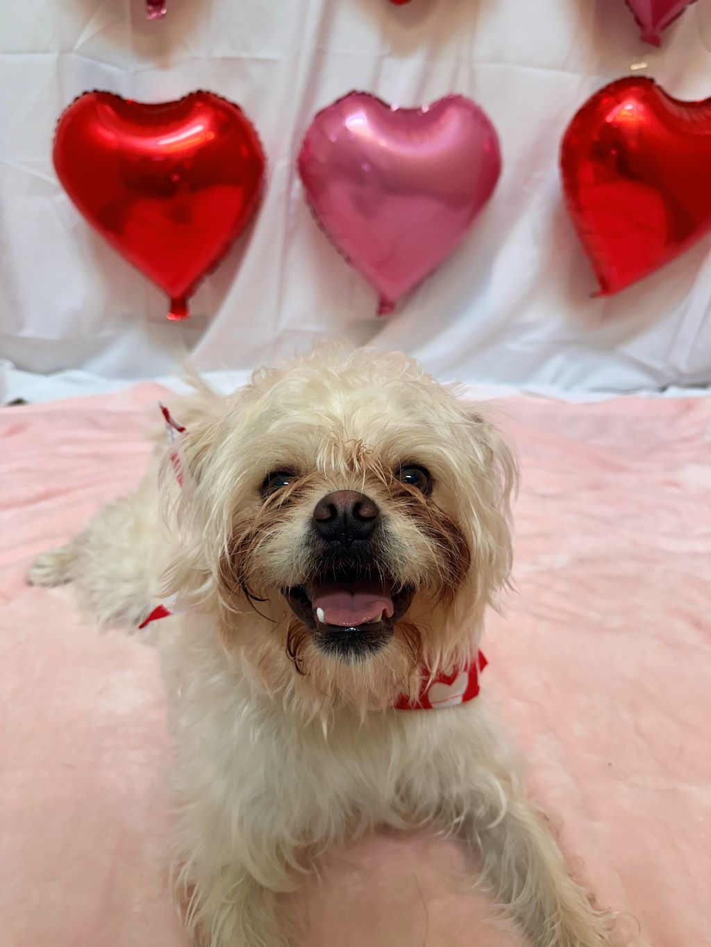 Valentine’s Day Photoshoot 2025 Pet Suites