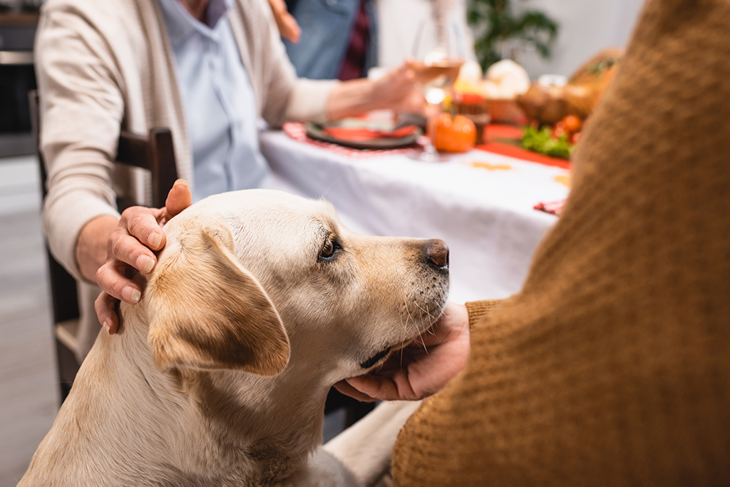 How to Share Thanksgiving Dinner With Your Pet Pet Suites
