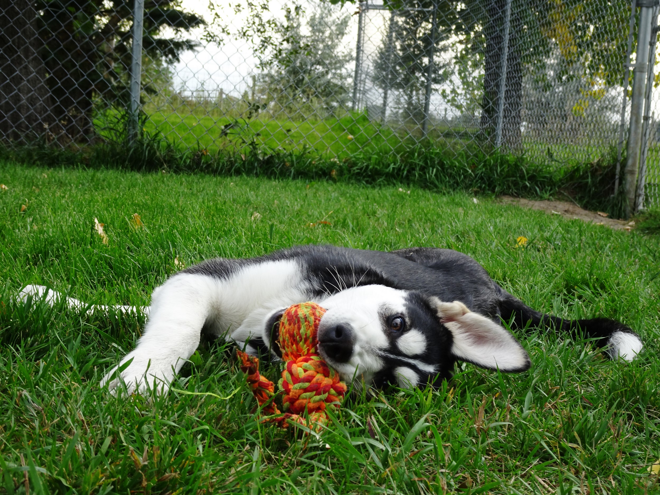 Pets Unleashed Dog Boarding in Lethbridge, AB