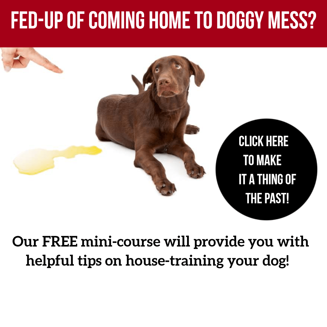 Puppy Potty Training Facts and Myths to Pet Supermarket