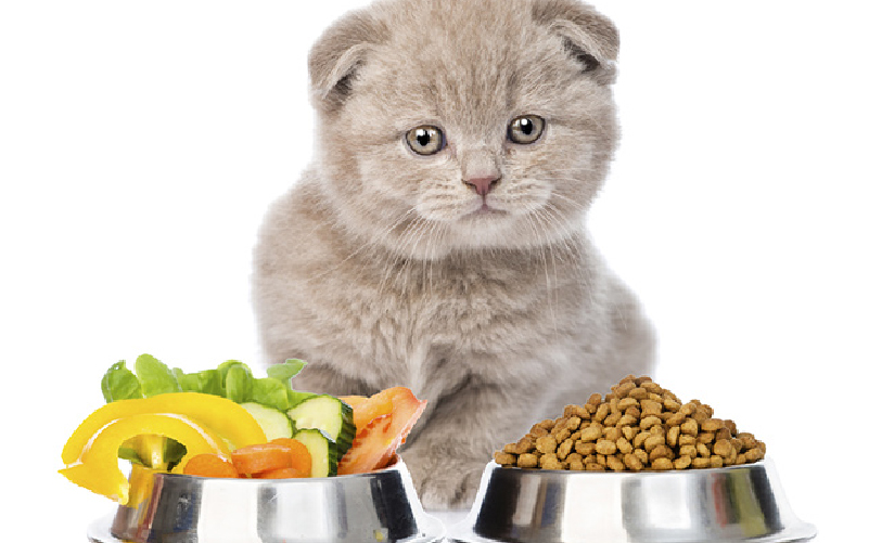 Cat Care Feeding and Nutrition Guide Petsvn
