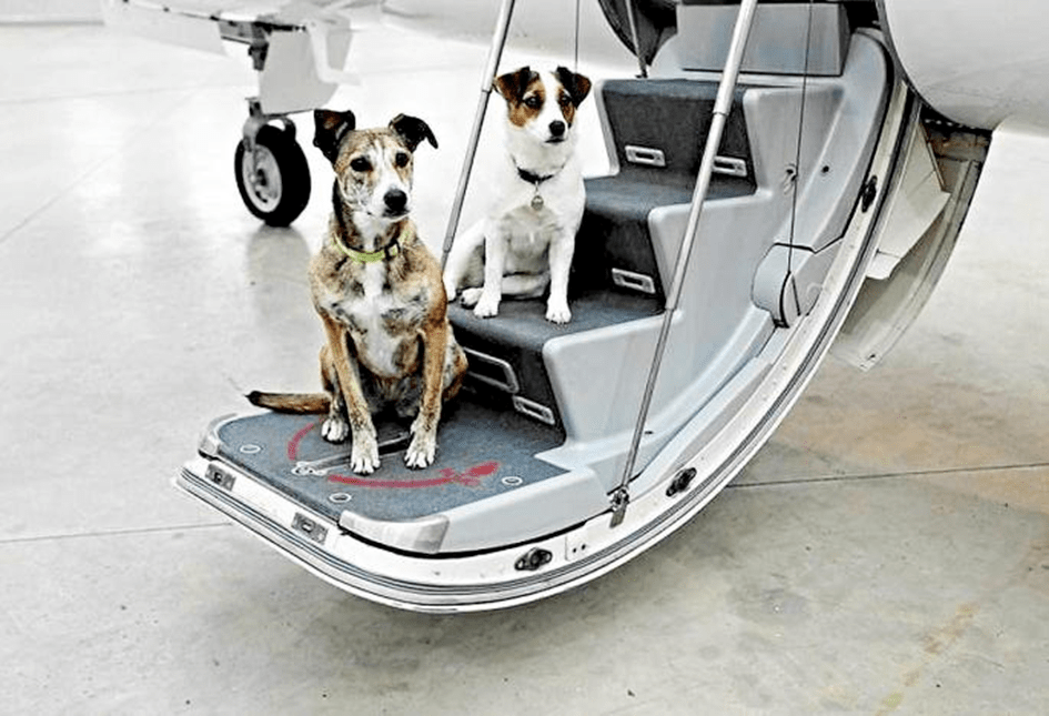 Transporting Pets Domestically and Important Considerations Petsvn