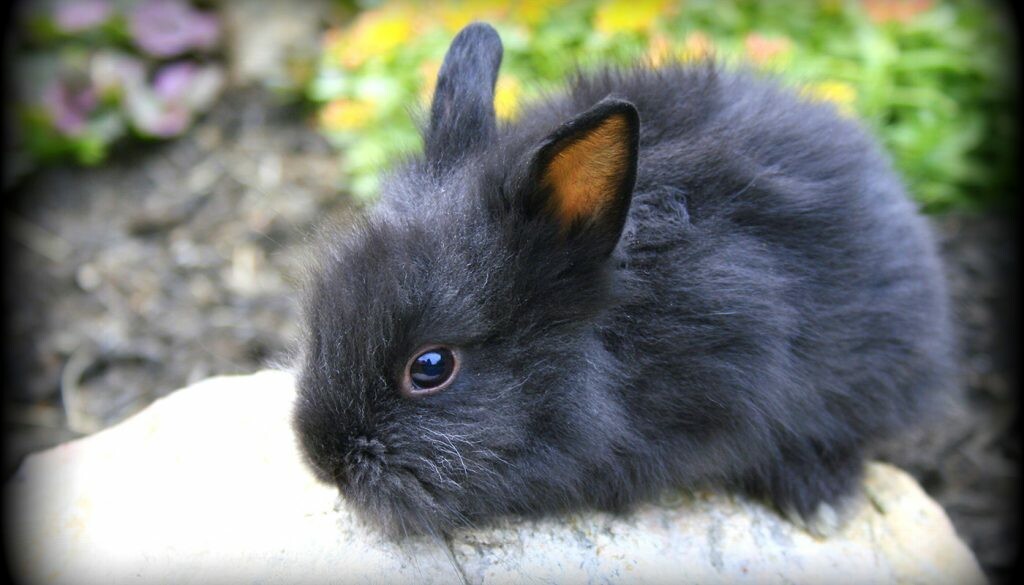 Common Diseases in Pet Rabbits, How to Prevent and Treat Them? Petsvn
