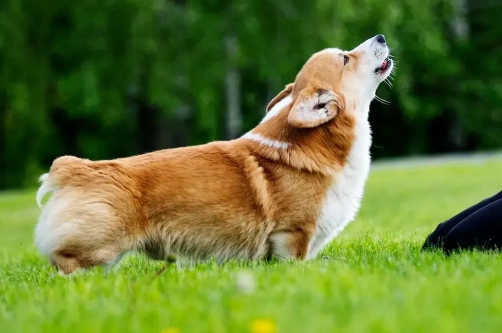 Why Do Bark So Much? Decoding the Meaning Behind PETSWAT