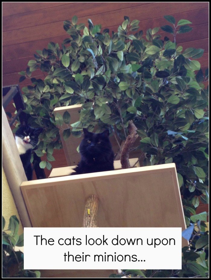 Creating the Ultimate Cat Enclosure