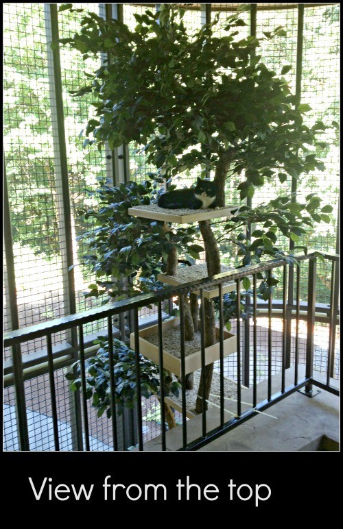 Creating the Ultimate Cat Enclosure