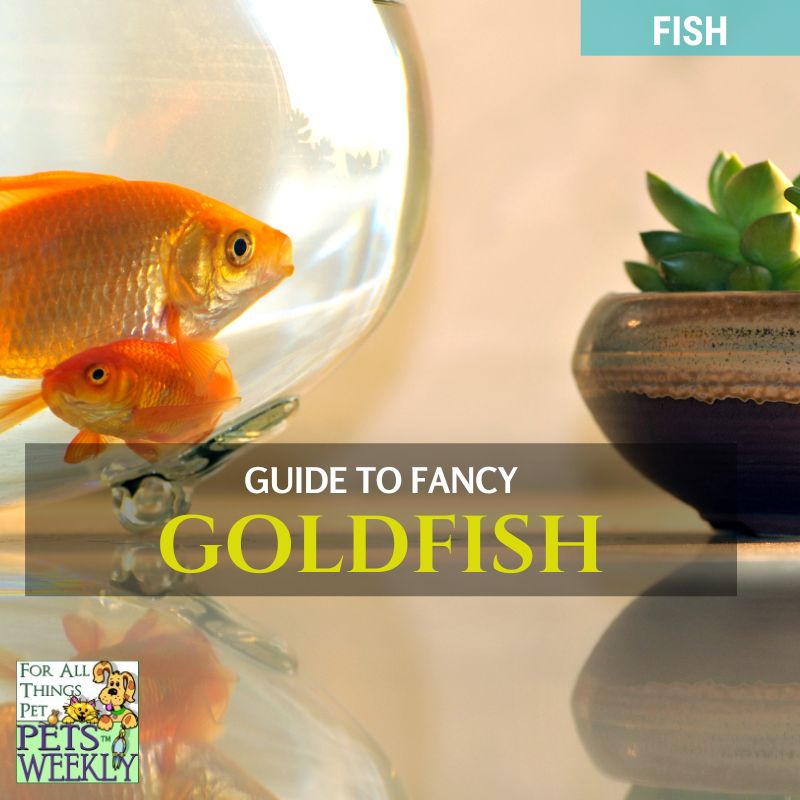 A Guide to Fancy Goldfish Care