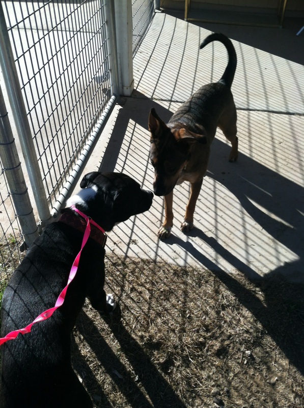 How to Choose A Boarding Facility or Pet Sitter