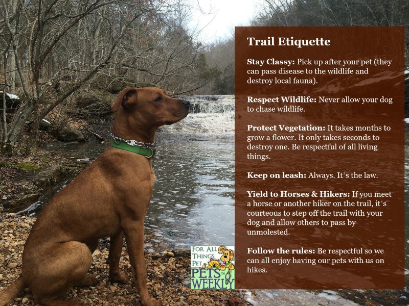 Guide to Hiking Etiquette with Dogs