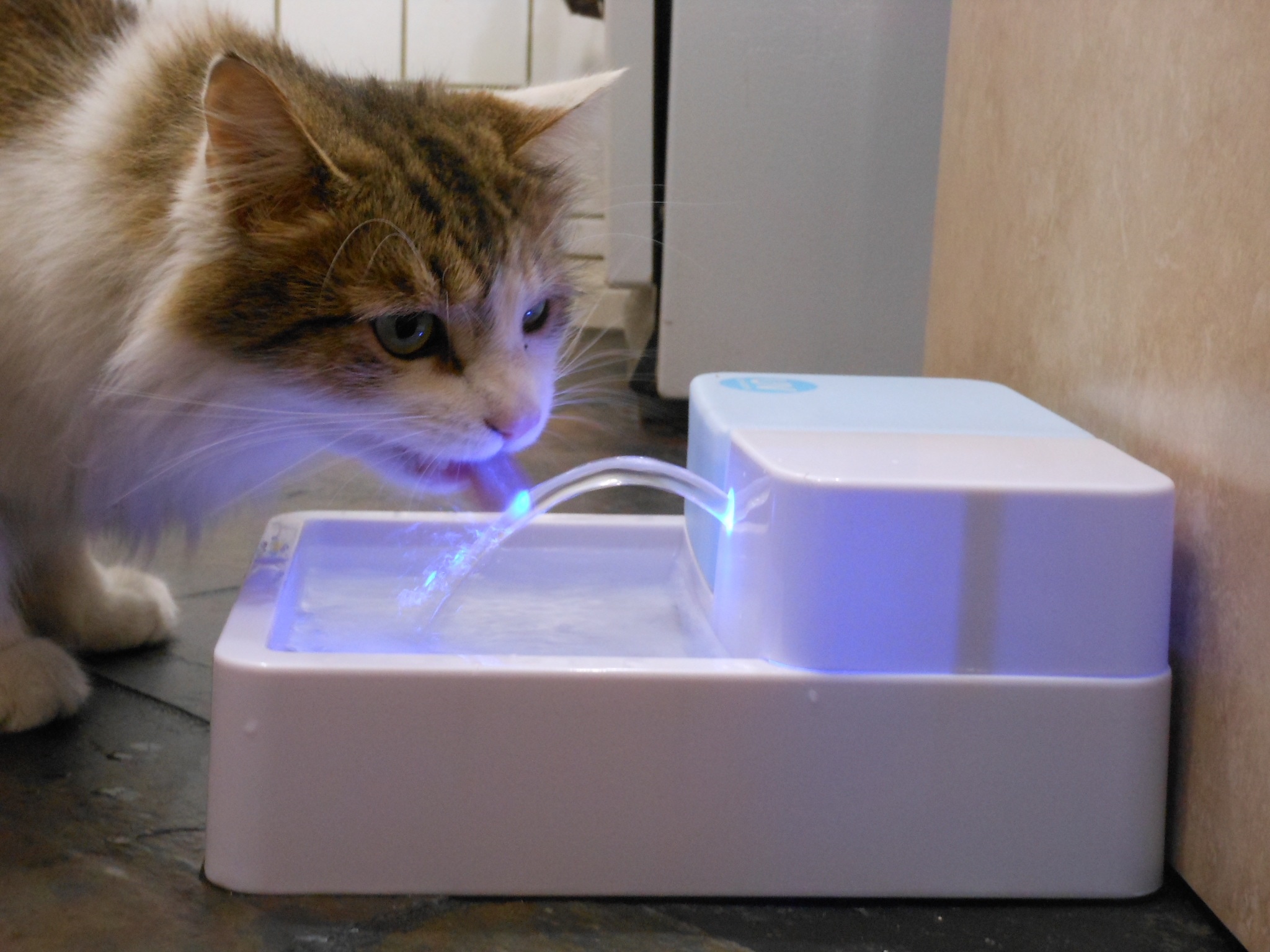 Ultraviolet Light Purifies Water for Pets