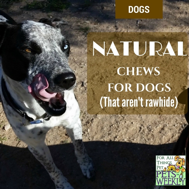 Safe Natural Chews for Dogs (That Aren't Rawhide)